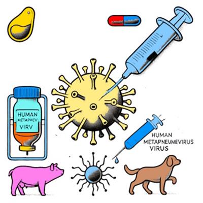 HMPV (Human Metapneumovirus)